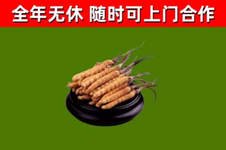 成都回收散虫草